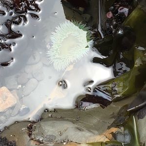 Meet your Posher, Dameon